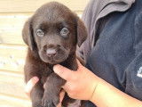 3 chiots Labradors femelles LOF chocolat à réserver