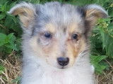 Un chiot Berger des Shetland mâle bleu merle non LOF à vendre