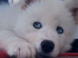 &Agrave; r&eacute;server : 6 chiots Husky crois&eacute; Samoy&egrave;de non LOF