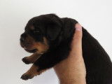 4 chiots Rottweilers LOF, d’août 2022, à réserver