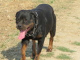 4 chiots Rottweilers LOF, d’août 2022, à réserver