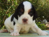 2 chiots Cockers Anglais à réserver, mâles tricolores LOF