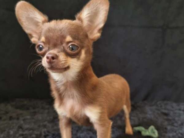 Vente d’un chiot Chihuahua femelle chocolat et tan non LOF