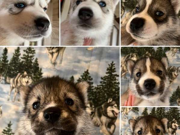 À réserver : 9 chiots Huskies Sibériens LOF