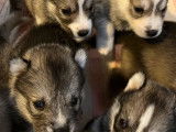 À réserver : 9 chiots Huskies Sibériens LOF