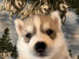 À réserver : 9 chiots Huskies Sibériens LOF