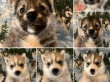 À réserver : 9 chiots Huskies Sibériens LOF