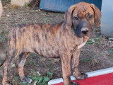 Vente de 2 chiots Dogues des Canaries femelles LOF