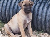 Un chiot Dogue des Canaries à vendre, femelle sable LOF