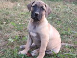 Un chiot Dogue des Canaries à vendre, femelle sable LOF