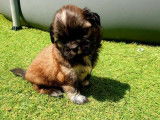 4 chiots type Shih Tzu à réserver non LOF