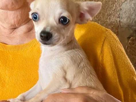 Un chiot Chihuahua à vendre, mâle fauve non LOF