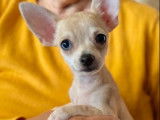 Un chiot Chihuahua à vendre, mâle fauve non LOF