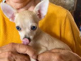 Un chiot Chihuahua à vendre, mâle fauve non LOF