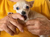 Un chiot Chihuahua à vendre, mâle fauve non LOF