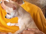 Un chiot Chihuahua à vendre, mâle fauve non LOF