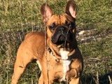 De race Bouledogue Français disponible pour saillie