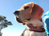 Chien Beagle LOF pour saillie