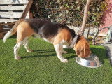 Chien Beagle LOF pour saillie