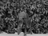 Femelle Dobermann LOF à vendre