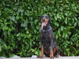 Femelle Dobermann LOF à vendre