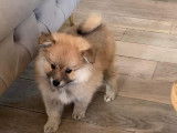 Chiot Spitz Allemand à vendre