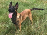 Mâle Malinois LOF disponible pour saillie