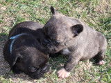 Chiots Bouledogue Français non LOF de couleur exotique à vendre
