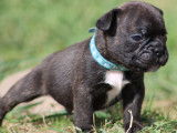 Chiots Bouledogue Français non LOF de couleur exotique à vendre
