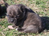 Chiots Bouledogue Français non LOF de couleur exotique à vendre