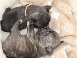 Chiots Bouledogue Français non LOF de couleur exotique à vendre