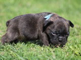 Chiots Bouledogue Français non LOF de couleur exotique à vendre