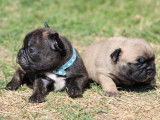 Chiots Bouledogue Français non LOF de couleur exotique à vendre