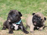 Chiots Bouledogue Français non LOF de couleur exotique à vendre