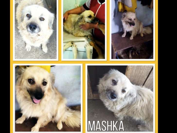 Mashka, chienne croisée à l'adoption