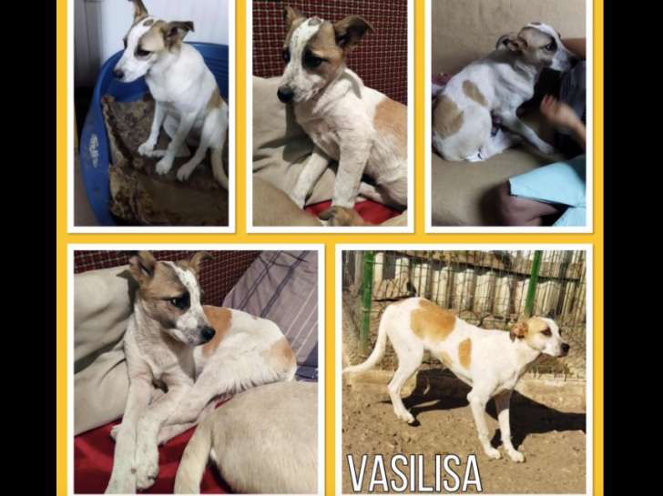 Vasilisa, chienne croisée à l'adoption