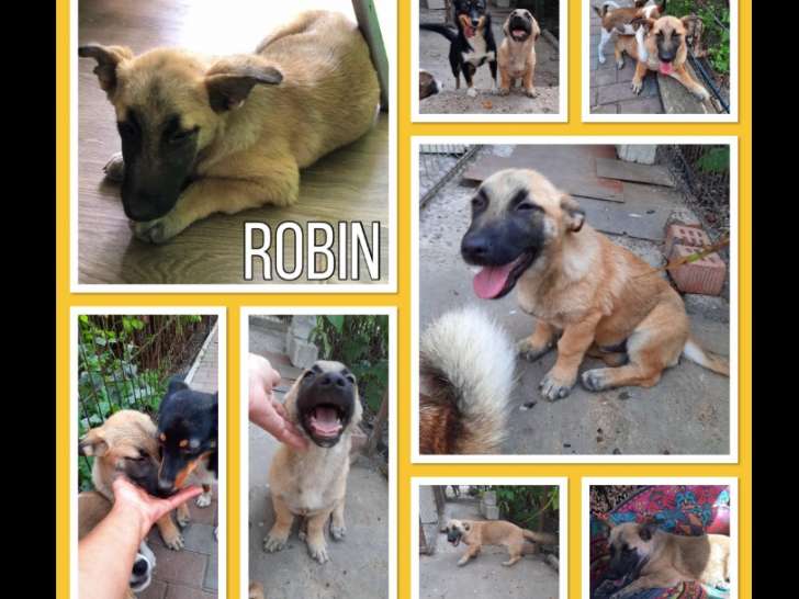 Robin, chien type berger à adopter
