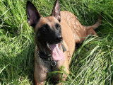 Chiot Berger Malinois &agrave; vendre