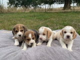 4 chiots Beagles à réserver (LOF)