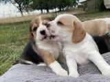4 chiots Beagles à réserver (LOF)
