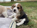 4 chiots Beagles à réserver (LOF)