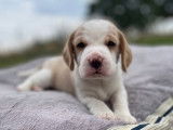 4 chiots Beagles à réserver (LOF)