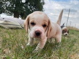 4 chiots Beagles à réserver (LOF)