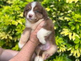 &Agrave; vendre : 6 chiots Bergers Am&eacute;ricains Miniatures non LOF