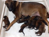 10 chiots Bergers Belges Malinois LOF &agrave; r&eacute;server