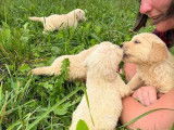 R&eacute;servation de chiots Golden Retrievers LOF