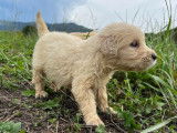 R&eacute;servation de chiots Golden Retrievers LOF