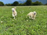 2 chiots m&acirc;les Golden Retrievers LOF de couleur blanche &agrave; vendre