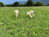 2 chiots m&acirc;les Golden Retrievers LOF de couleur blanche &agrave; vendre