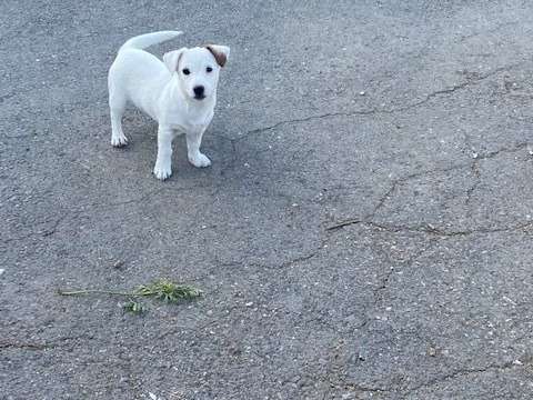 1 chiot mâle LOF Jack Russell Terriers disponibles à l'achat